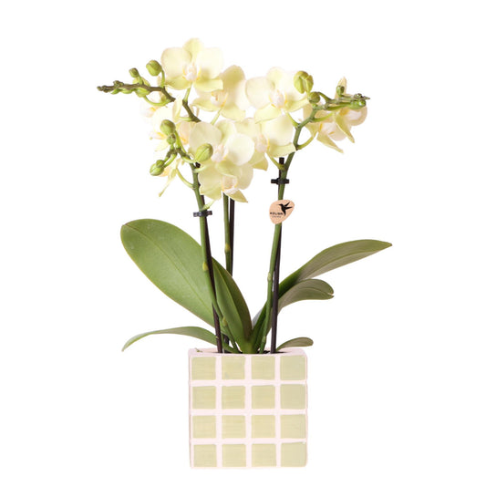 Gele phalaenopsis orchidee Mexico + Mosa sierpot groen | bloeiende kamerplant - vers van de kweker