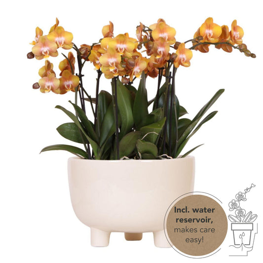 Oranje plantenset in Gummy dish incl. waterreservoir | drie oranje orchideeën | Mono Bouquet oranje met zelfvoorzienend waterreservoir