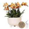 Oranje plantenset in Gummy dish incl. waterreservoir | drie oranje orchideeën | Mono Bouquet oranje met zelfvoorzienend waterreservoir