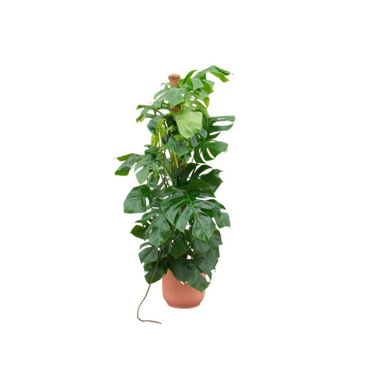 Monstera Pertusum XL inclusief elho Vibes Fold Round