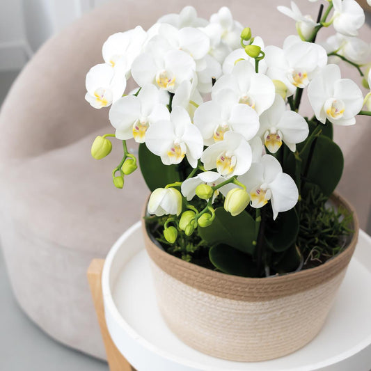 Complete orchideeënset in Cotton Basket | drie witte orchideeën Ghent 12cm | Mono Bouquet wit incl. waterreservoir.