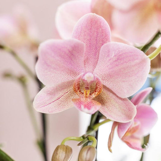 COMBI DEAL van 2 oud roze Phalaenopsis orchideeën - Treviso | bloeiende kamerplant - vers van de kweker