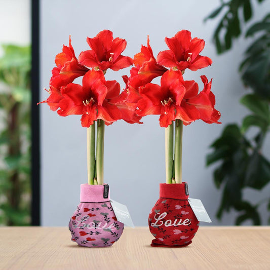 No Water Flowers® (wax amaryllis) | Fashionz Love Mix (2 pack) + Red flower