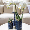 Set van witte orchidee Amabilis en succulent in Candy sierpotten blauw - potmaat | bloeiende kamerplant - vers van de kweker