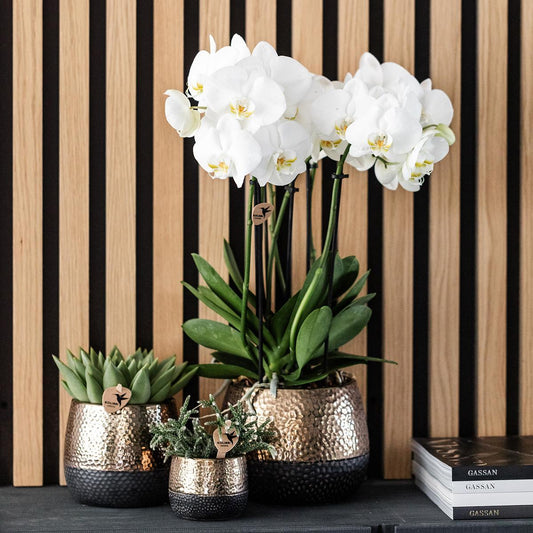 Geel rode Phalaenopsis orchidee – Spain + Elite sierpot copper