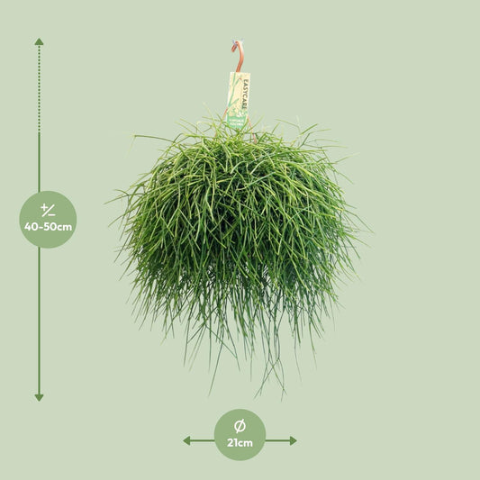 Rhipsalis Pulchra