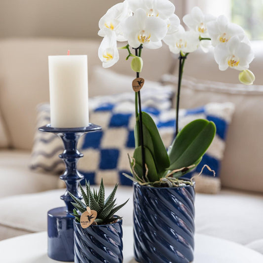 Set van witte orchidee Amabilis en succulent in Candy sierpotten blauw - potmaat | bloeiende kamerplant - vers van de kweker