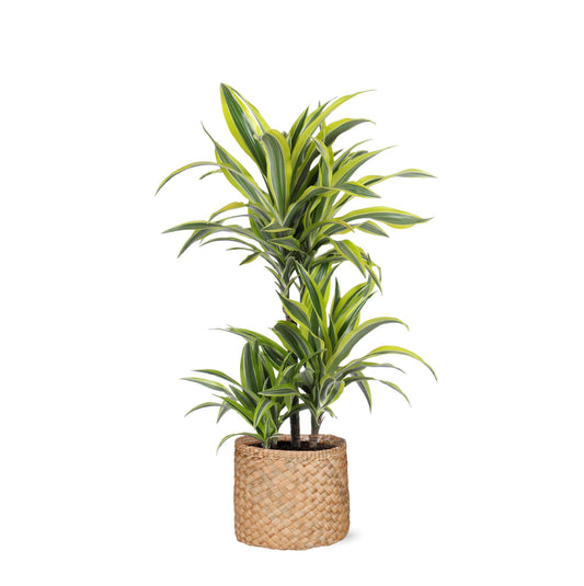 Dracaena Lemon Lime in Albury NATURAL mand