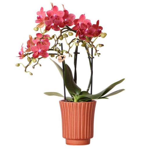 Rode Phalaenopsis orchidee – Congo + Retro sierpot terracotta