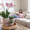 COMBI DEAL van 2 oud roze Phalaenopsis orchideeën - Treviso | bloeiende kamerplant - vers van de kweker