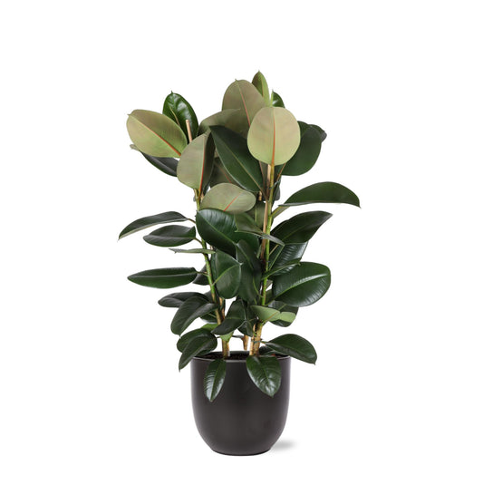 Ficus Elastica Robusta in Boule ANTRACIET pot