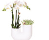 Set van witte orchidee Amabilis en succulent in Tube sierpot wit | bloeiende kamerplant - vers van de kweker