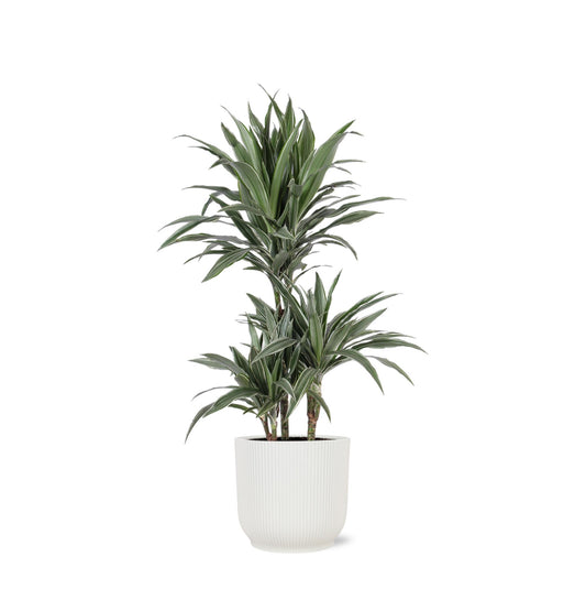 Dracaena Warneckii in Vibes wit pot