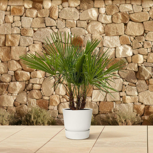 Trachycarpus multi stam