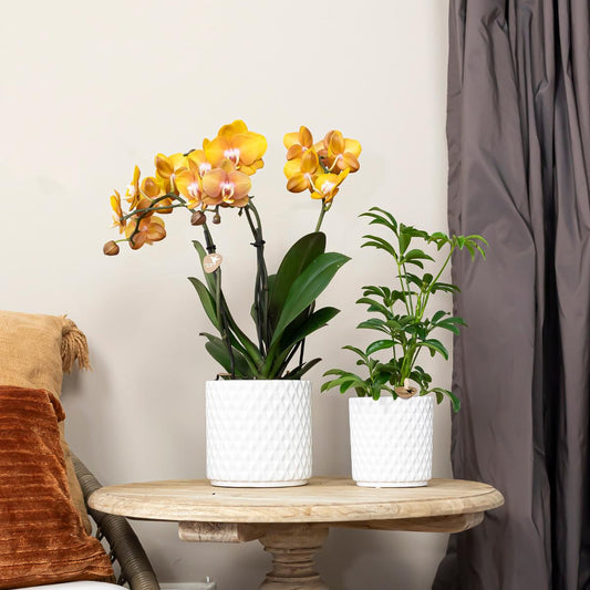 COMBI DEAL van 2 Phalaenopsis orchideeën - Las Vegas | bloeiende kamerplant - vers van de kweker