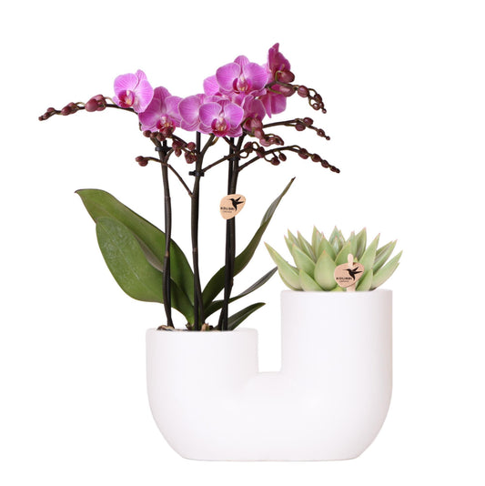 Set van roze orchidee Vienna en succulent in Tube sierpot wit | bloeiende kamerplant - vers van de kweker