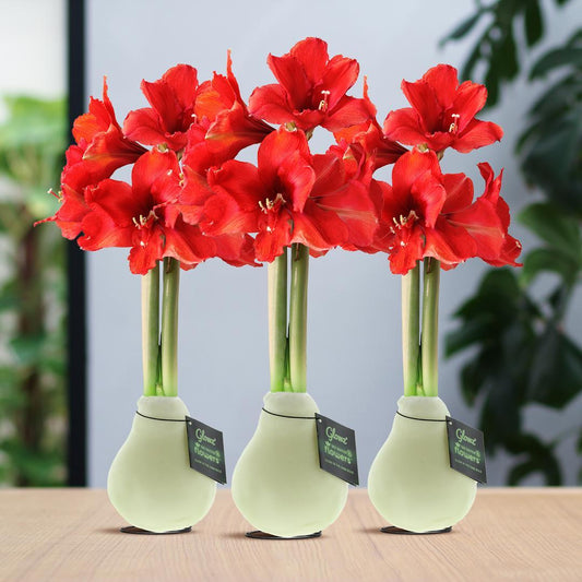 No Water Flowers® (wax amaryllis) | Glowz (3 pack) + Red flower