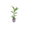 Strelitzia Nicolai inclusief elho pot