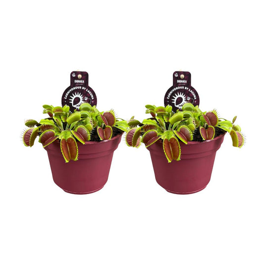 Dionaea Muscipula - 2 stuks