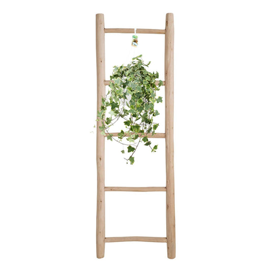 Hedera Helix Gold Child - Hang/XXL