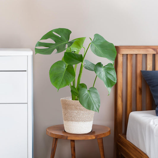 Monstera Deliciosa met Lissabon mand wit