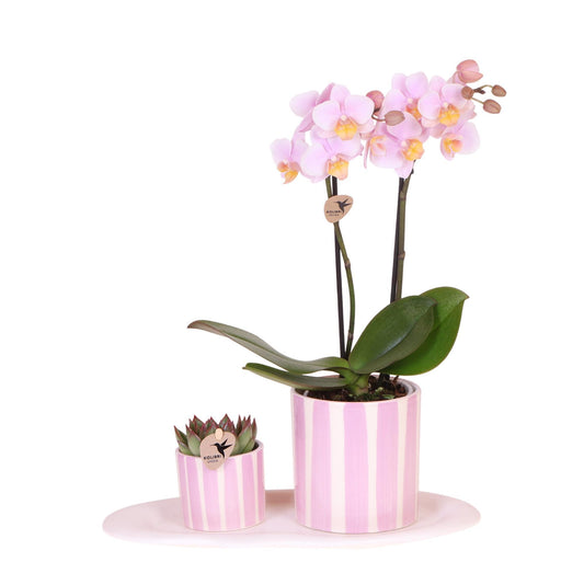 Gift set Mediterranean Sunset small | Groene plant met roze Phalaenopsis orchidee Andorra  in Painted Stripe sierpotten op wit organisch dienblad