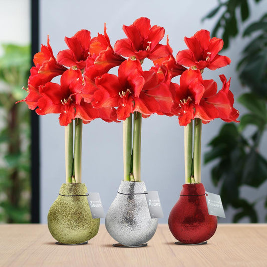 No Water Flowers® (wax amaryllis) | Glitterz® Classic Mix (3 pack) + Red flower