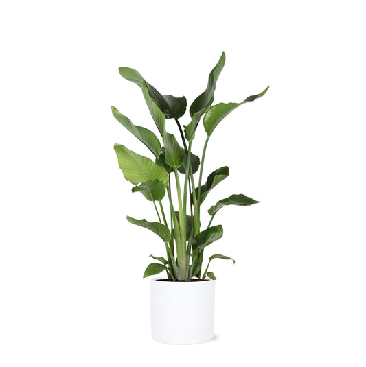 Strelitzia Nicolia in Era WIT pot