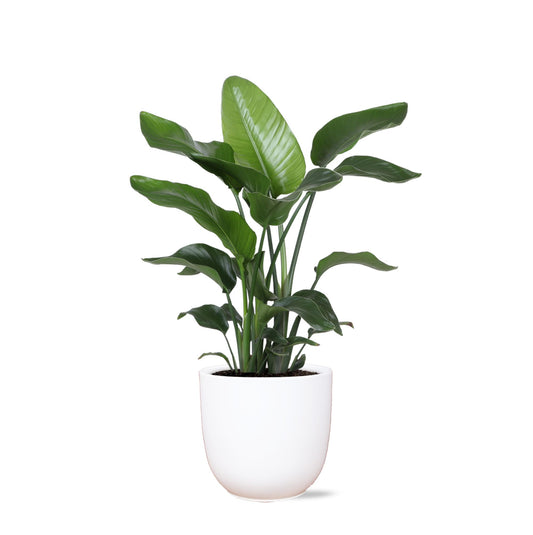 Strelitzia Nicolai in boule pot