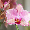 COMBI DEAL van 2 Phalaenopsis orchideeën - Pirate Picotee | bloeiende kamerplant - vers van de kweker