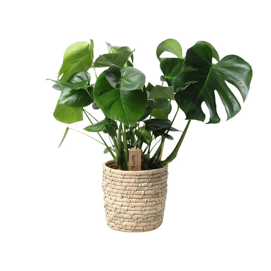 Monstera In Basket Palmleaf