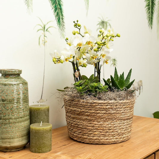 Witte plantenset in Reed Basket incl. waterreservoir | drie witte orchideeën Amabilis en drie groene planten | Jungle Bouquet wit met zelfvoorzienend waterreservoir