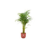 Areca palm inclusief elho pot