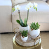 Plantenset met witte Phalaenopsis Orchidee en Succulenten incl. keramieken sierpotten