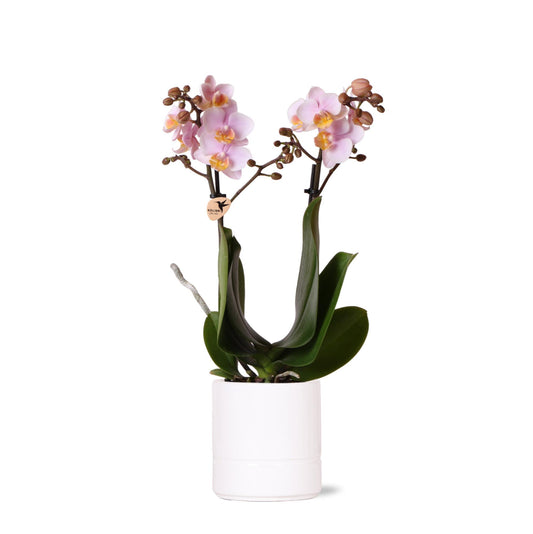 Roze phalaenopsis orchidee - Andorra + Pastel pot white - potmaat Ø9cm | bloeiende kamerplant - vers van de kweker