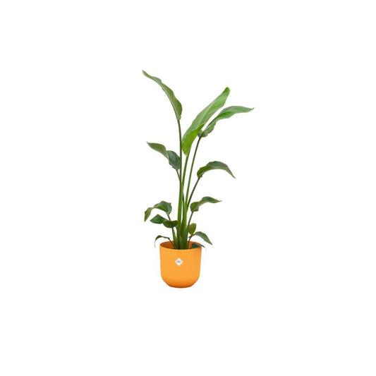 Strelitzia Nicolai inclusief elho pot