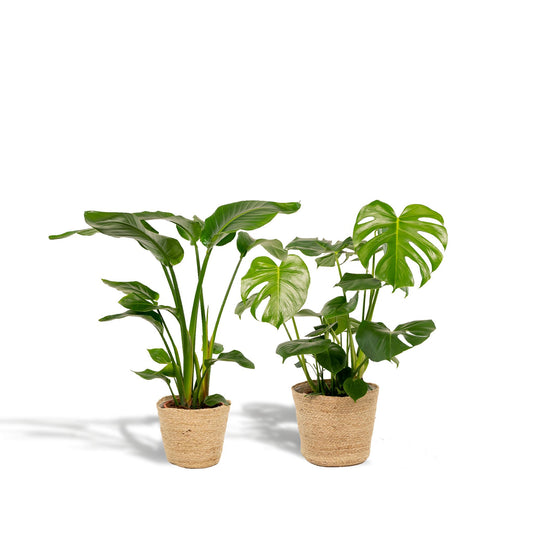 Strelitzia Nicolai + Monstera Deliciosa + Mand Selin