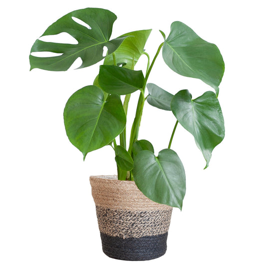 Monstera Deliciosa met Lissabon mand