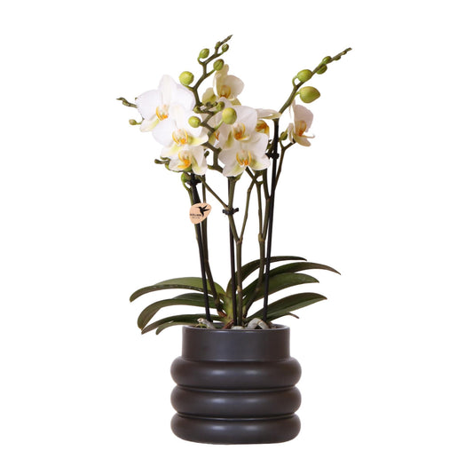 Witte phalaenopsis orchidee - Lausanne + Bubble pot black | bloeiende kamerplant - vers van de kweker