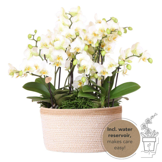 Witte plantenset in Cotton Basket incl. waterreservoir | drie witte orchideeën Lausanne en drie groene planten | Jungle Bouquet wit met zelfvoorzienend waterreservoir