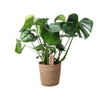 Monstera In Natural Basket