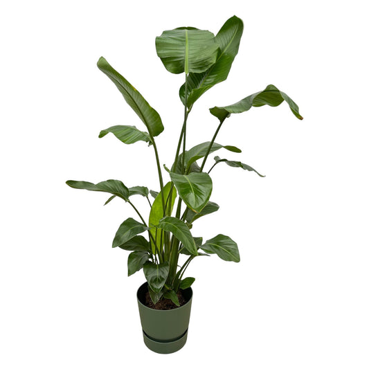 Strelitzia Nicolai inclusief elho Greenville Round groen