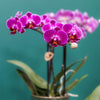 Paarse phalaenopsis orchidee - Morelia Classy green