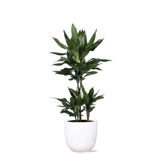 Dracaena Janet Lind in Boule WIT pot