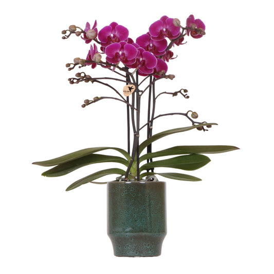 Paarse phalaenopsis orchidee - Morelia Classy green