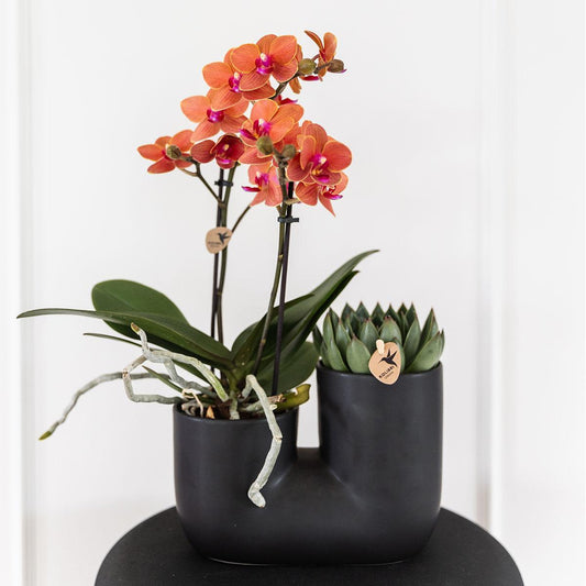 Set van oranje orchidee Bolzano en succulent in Tube sierpot black | bloeiende kamerplant - vers van de kweker