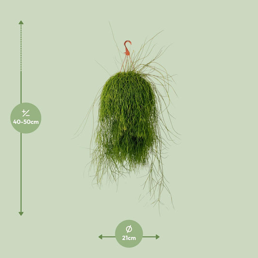 Rhipsalis Cassutha