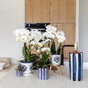 Set van witte Phalaenopsis orchidee Amabilis en Succulent Crassula Hobbit in Painted Stripe pot blauw | bloeiende kamerplant - vers van de kweker