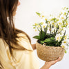 Witte plantenset in Cotton Basket incl. waterreservoir | drie witte orchideeën Lausanne en drie groene planten | Jungle Bouquet wit met zelfvoorzienend waterreservoir