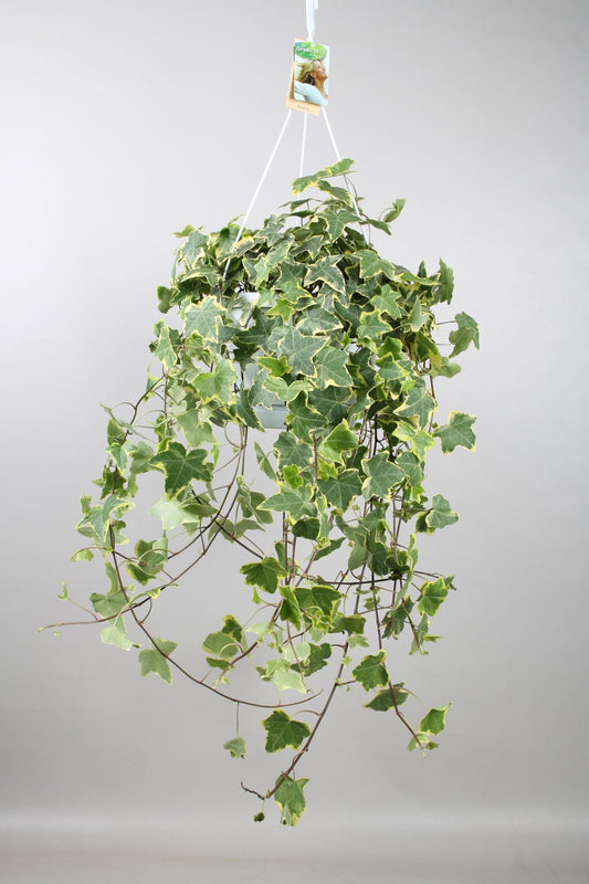 Hedera Helix Gold Child - Hang/XXL